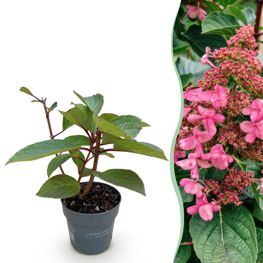 Pianta da giardino - Hydrangea panniculata Living Infinity - Ortensia paniculata - Resistente al freddo - Bianca - 1 Pianta - Vaso 12cm - Altezza 20-30cm
