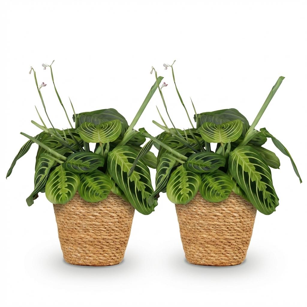 Pianta da interno - Maranta Fascinator Lemon Lime - Pianta della preghiera - Pianta amica degli animali domestici - Verde - 2 Piante - con Cesto - Vaso 12cm - Altezza 25cm