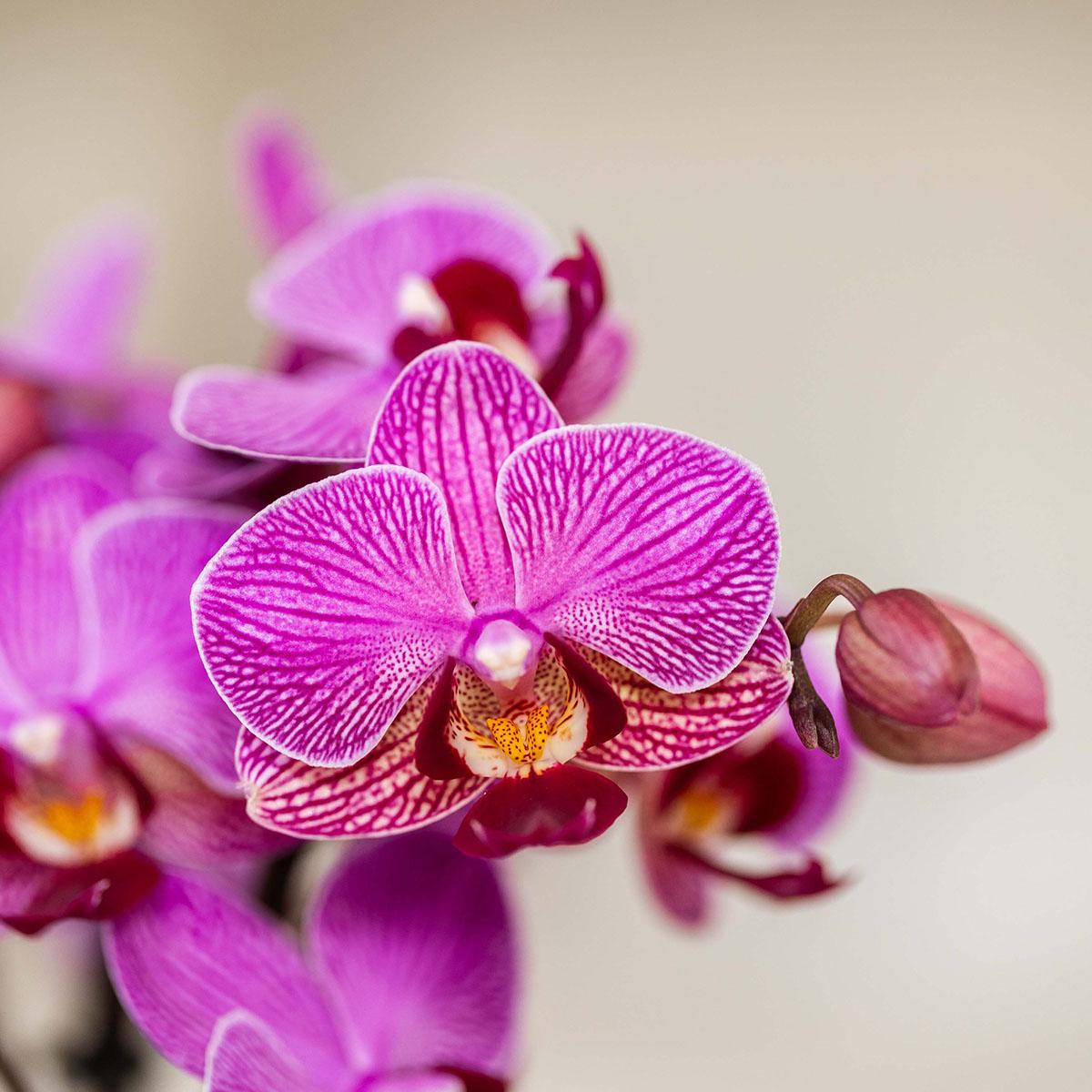 Kolibri Orchids | Purple Vienna orchid + Bloom decorative pot purple – pot size Ø9cm | flowering houseplant – fresh from the grower