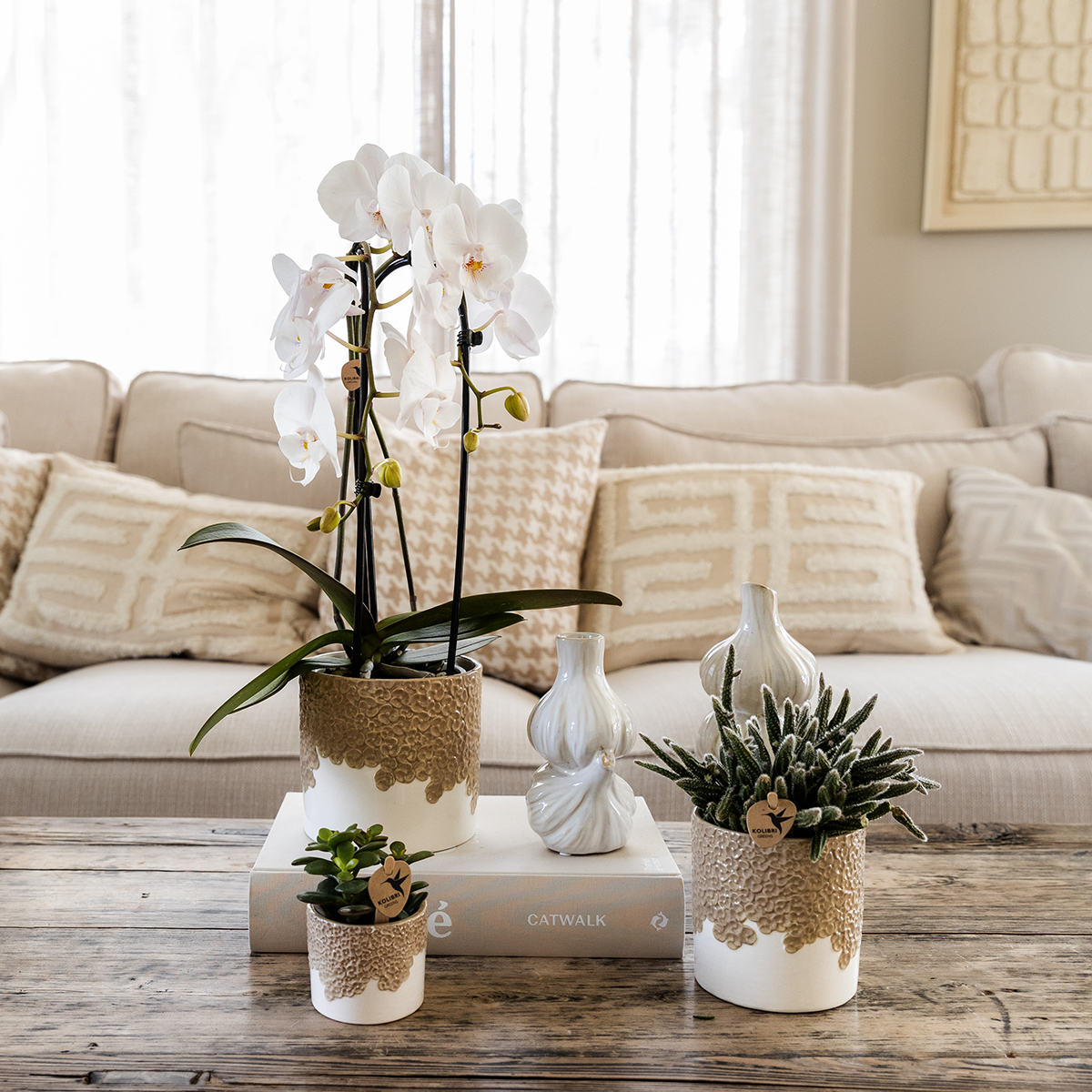 Kolibri Company | Bloom Sand Plant Set | White Niagara Falls Orchid 12cm + Green Plants incl. Bloom Sand Pots