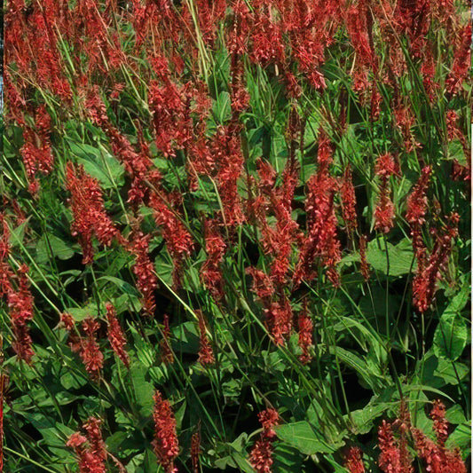 60x Persicaria amplexicaulis - ↕10-25cm - Ø9cm