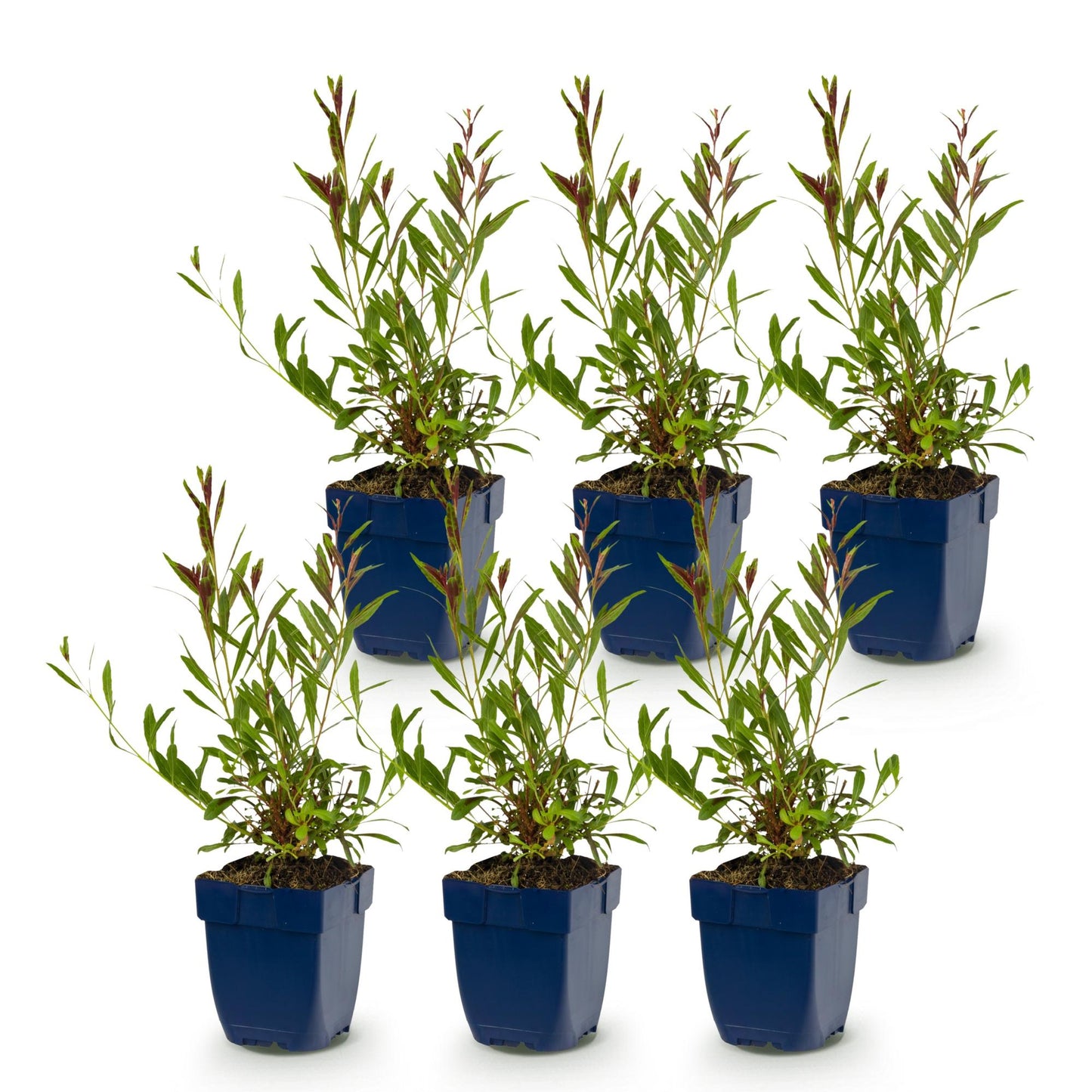 Pianta perenne - Gaura lindh. Whirling Butterflies - Candele di Gaura - Attira api e farfalle - Bianche - 6 Piante - Vaso 11cm - Altezza 15-25cm