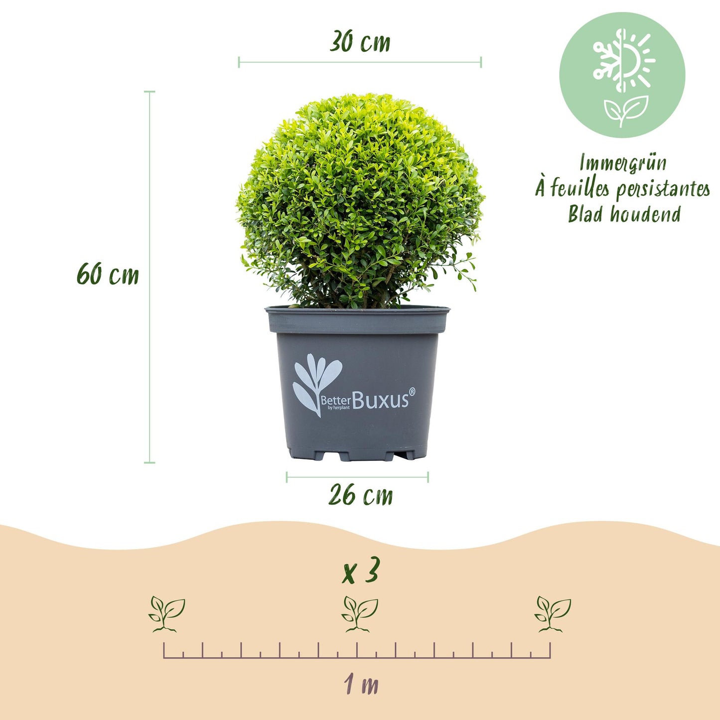 Green boutiQ - Buxus Ball - BetterBuxus Skylight - Resistant to Buxus Blight - 2 plants - pot 26cm ball 30cm