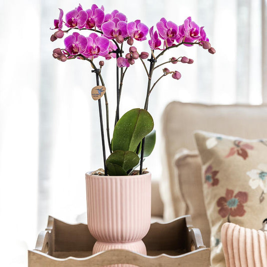 Casa del colibrì | Offerta combinata - Vaso Diabolo rosa