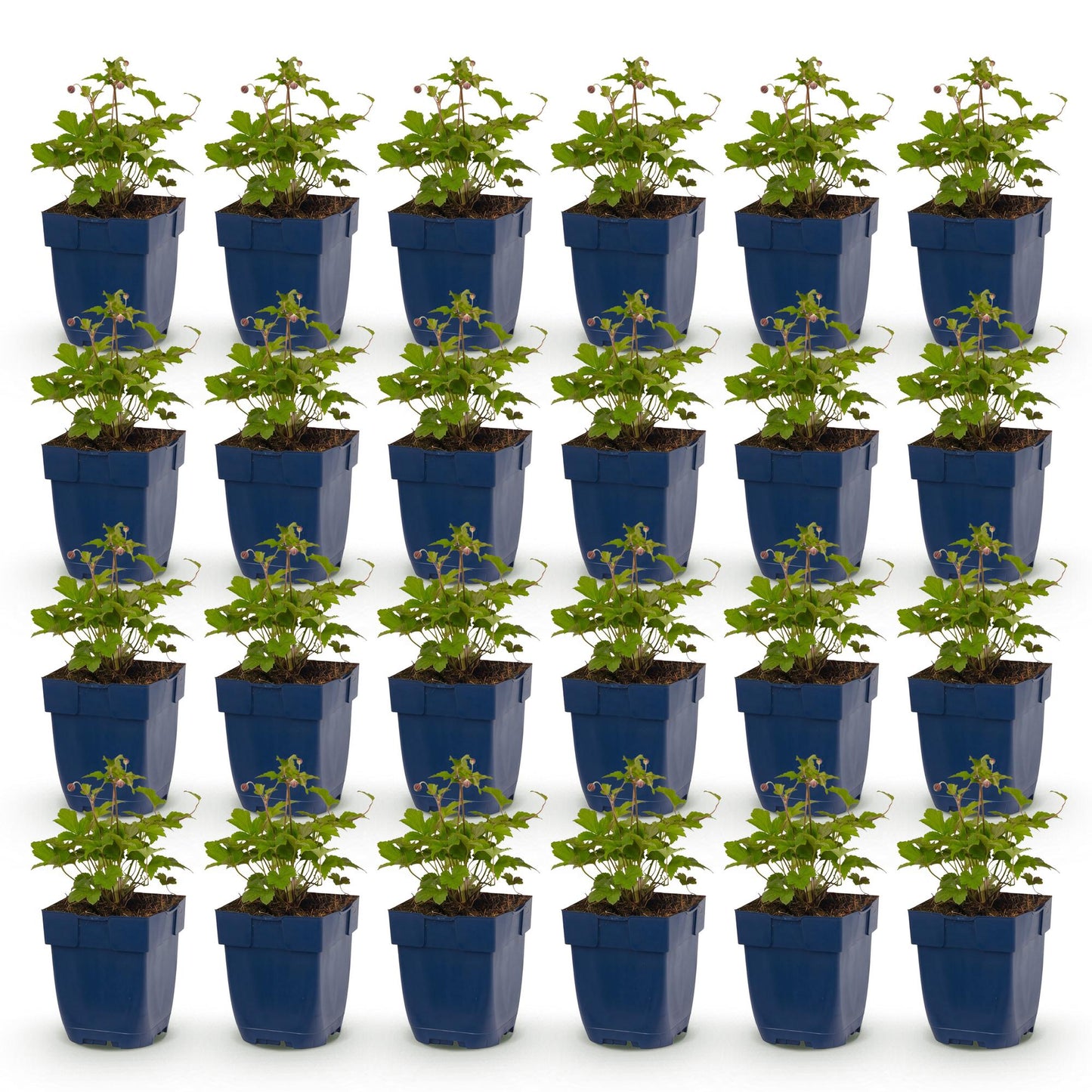 Vasteplant - Anemone hup. Splendens - Herfst Anemoon - Schaduw - Donker Roze - 24 Planten - Pot 11cm - Hoogte 15-25cm