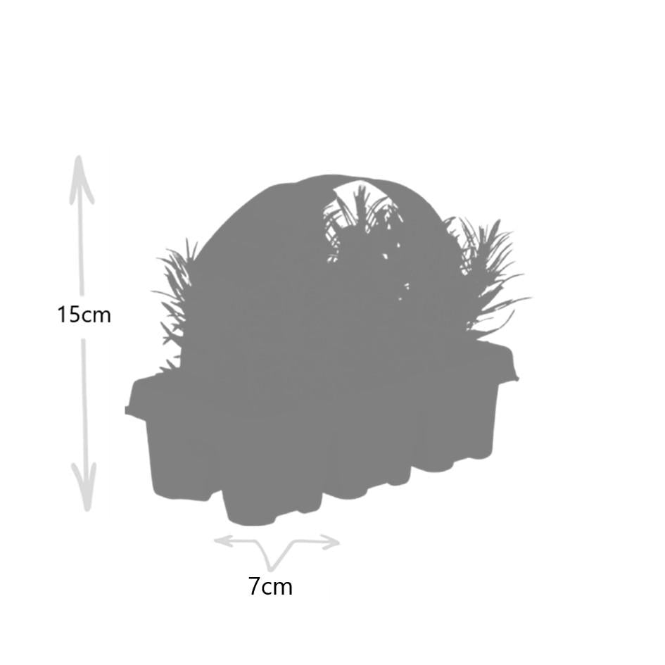 Confezione da 12 x 6 Lavanda angustifolia - Ø7 cm - ↕15 cm