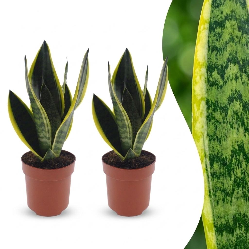 Sansevieria Future Superb - Lingua di Suocera - 2 Piante - Vaso 12cm - Altezza - 35cm