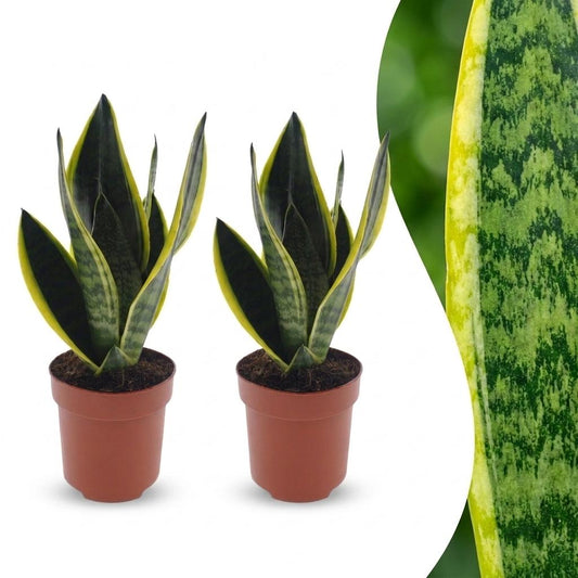Sansevieria Future Superb - Vrouwentong - 2 Planten - Pot 12cm - Hoogte - 35cm
