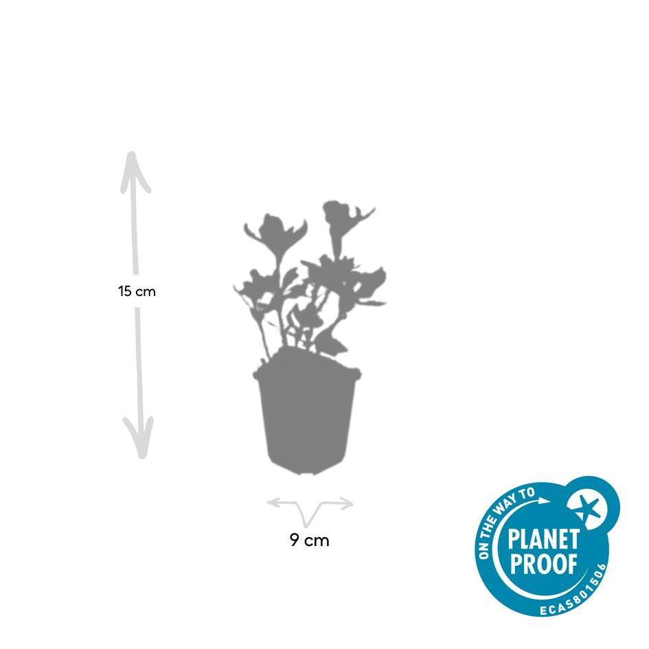 6x termine Pachysandra. 'Variegata' - ↕10-25cm - Ø9cm