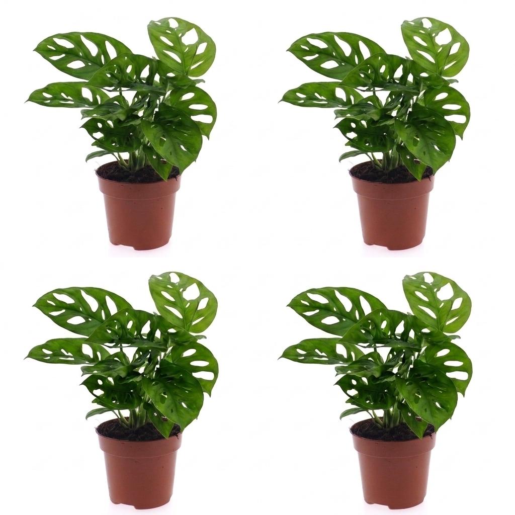 Green boutiQ - Monstera Adansonii - Monstera Adansonii - 4 Plants - Pot 12cm - Height - 25cm