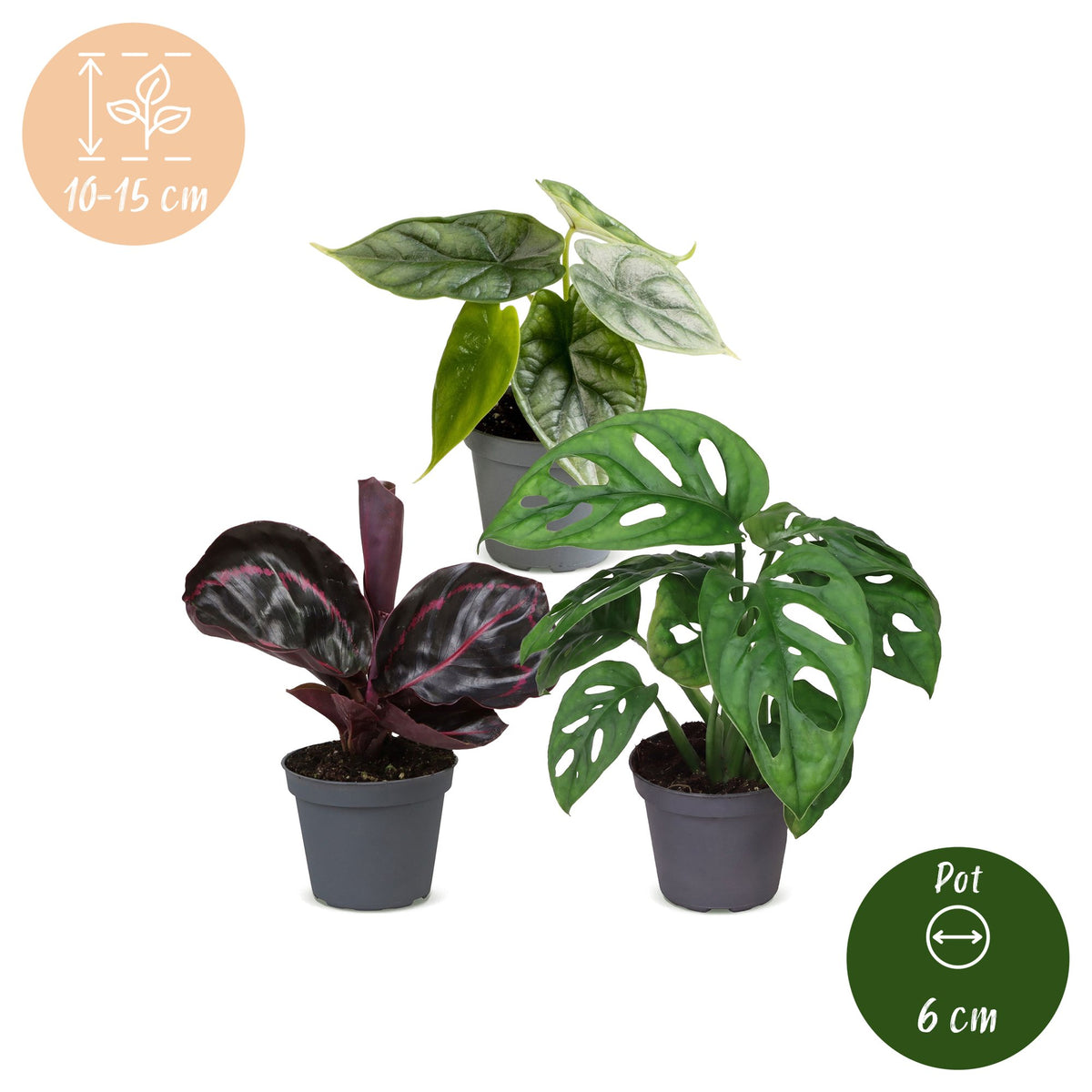 3x Baby Jungle Mix - Diversen - Tropisch - Ø6cm - ↕10-15cm