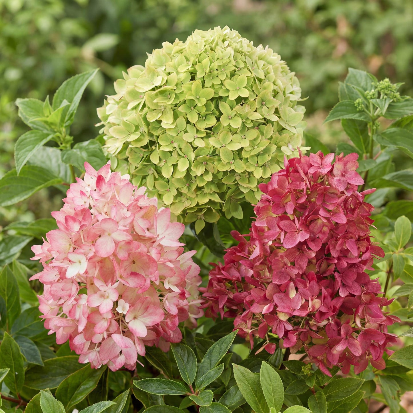 Green boutiQ - Garden Plant - Hydrangea panniculata Groundbreaker Blush -Greeny - Ruby - Panicled Hydrangea - Compact - Pink-Green-Red - 3 Plants - Pot 14cm - Height 20-25cm