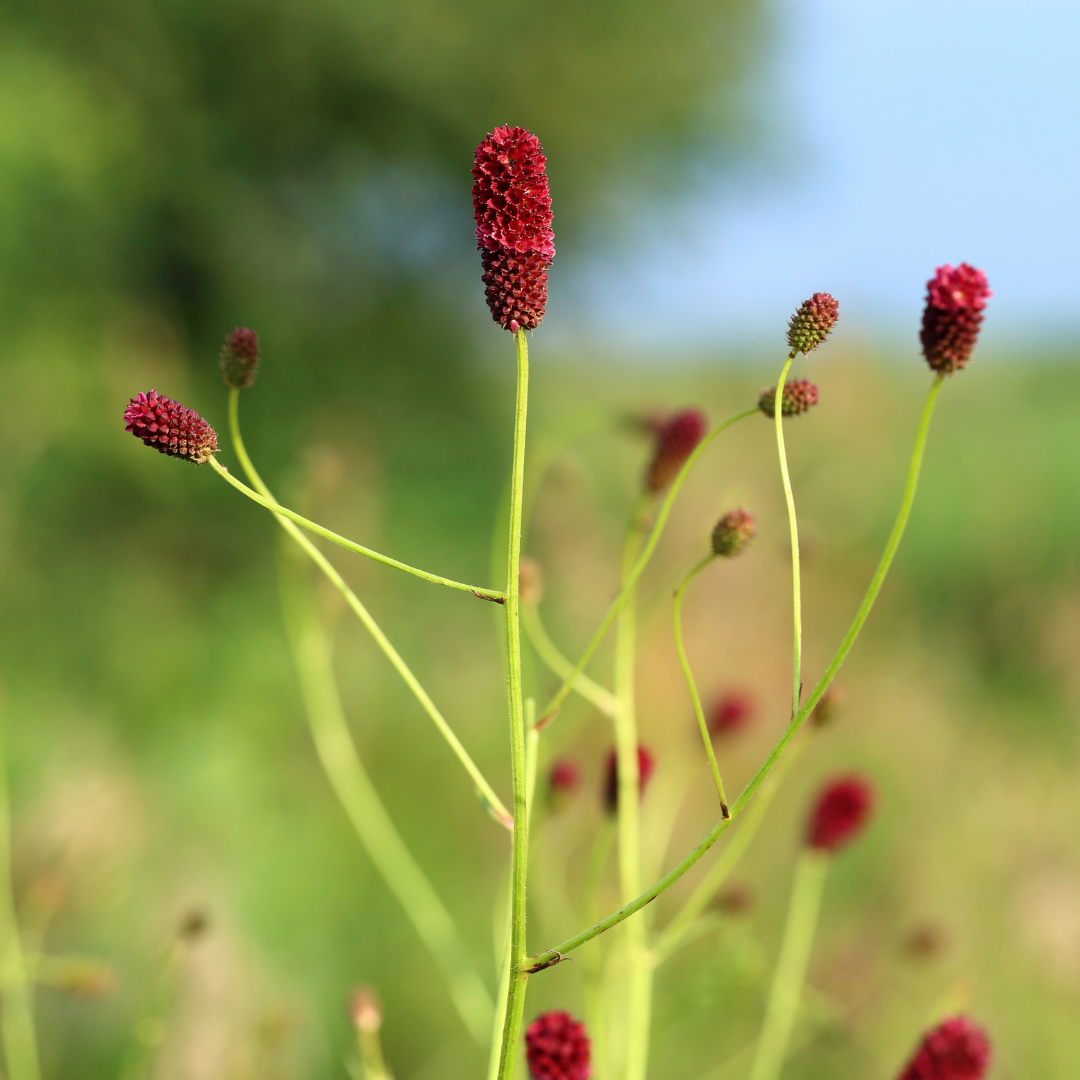 12x Sanguisorba o. 'Tanna' - ↕10-25cm - Ø9cm