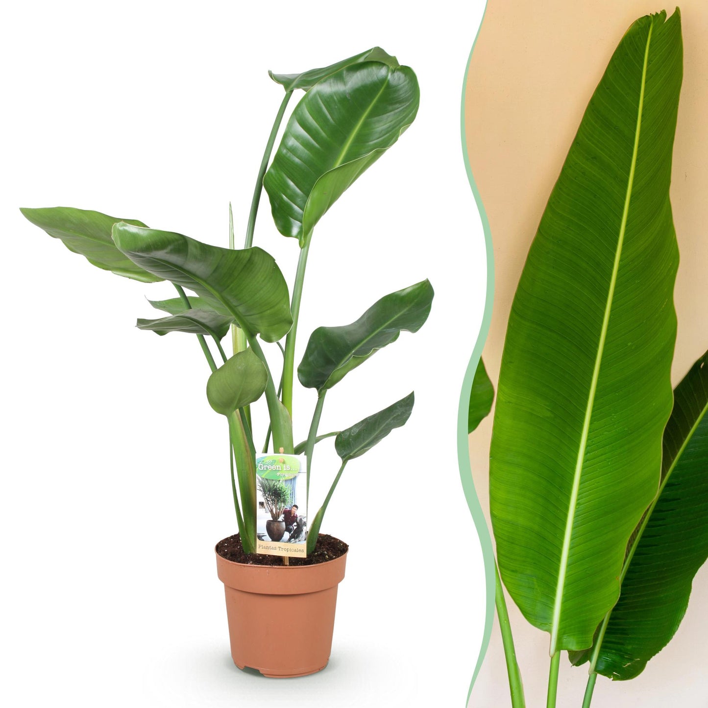 Green is... Piante da interno - Strelitzia Nicolai - Uccello del Paradiso - Poca manutenzione - Verde - 1 Pianta - Vaso 17cm - Altezza 70-90cm