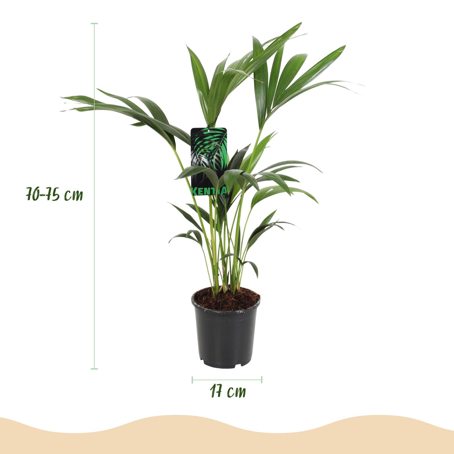 Green boutiQ - Houseplant - Howea Forsteriana - Kentia Palm - Low Maintenance - Green - 2 plants - Pot 17cm - Height 70-75cm