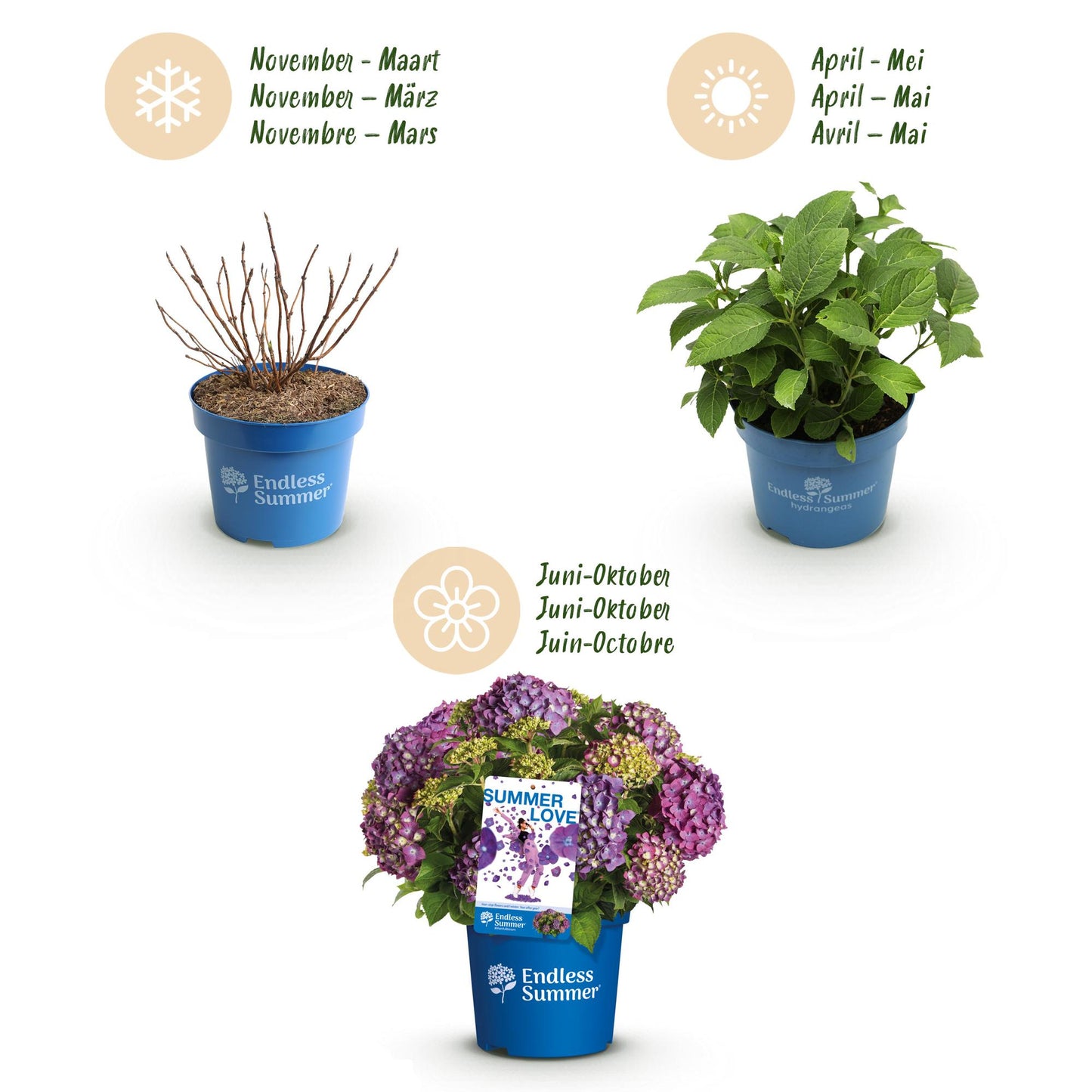 Pianta da Giardino - Ortensia Endless Summer Summer Love Purple - Resistente al Freddo - Viola - 1 Pianta - Vaso 14cm - Altezza 20-25cm