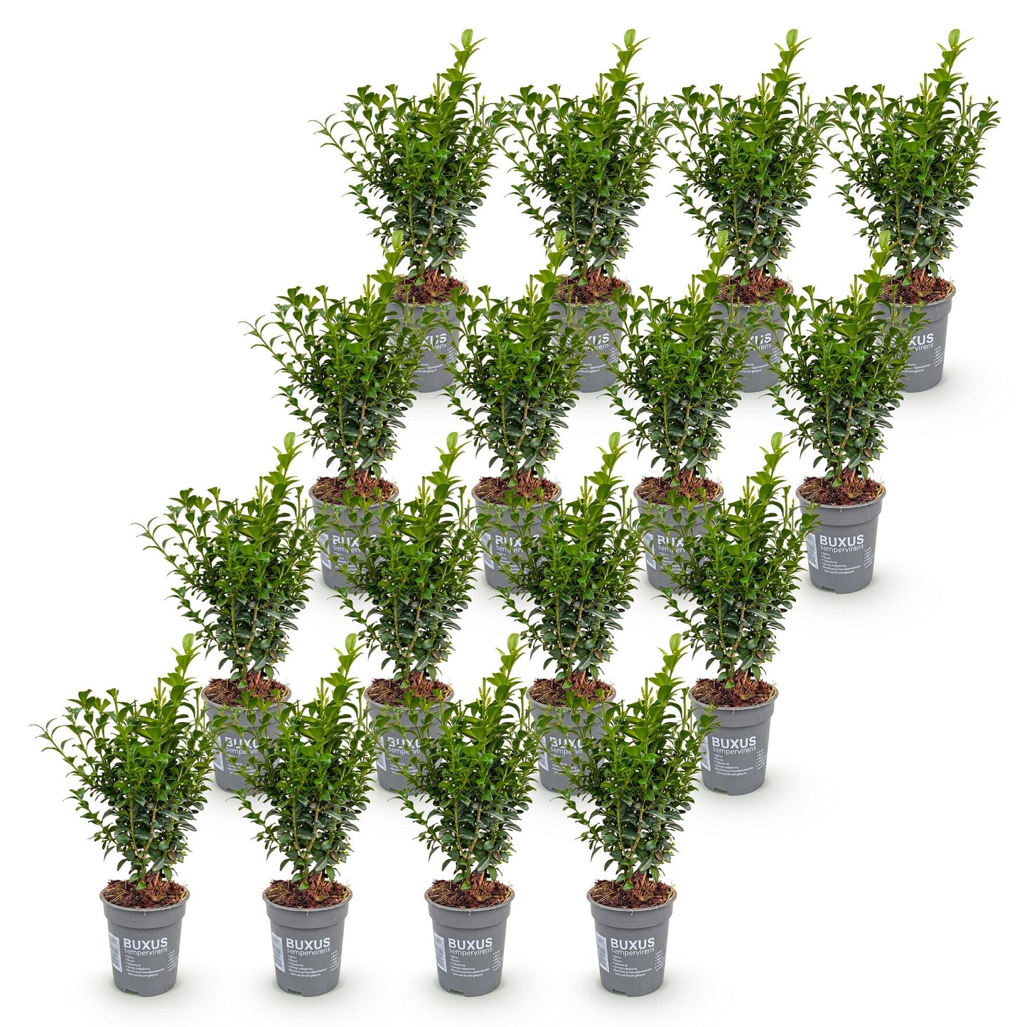 Green boutiQ - 16x Buxus sempervirens - Palm Tree - Hedge Plants - Evergreen - Green - Pot 9cm - Height 20-25cm