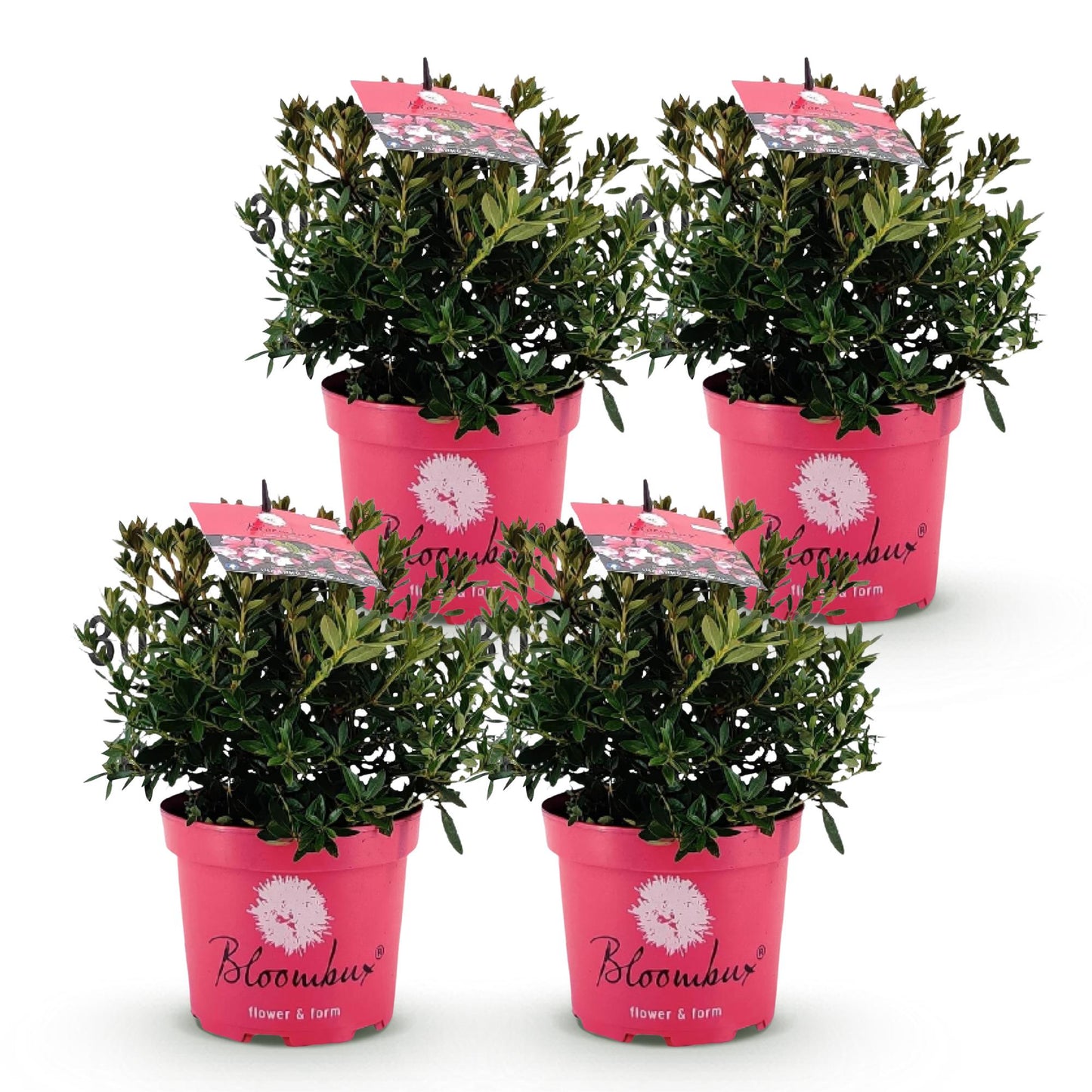 Green boutiQ - Dwerg Rhododendron - Rhododendron Bloombux Magenta - Bloeiende Buxus - Weinig Onderhoud - Roze Bloem - 4 Planten - Pot 17cm - Hoogte 30-40cm