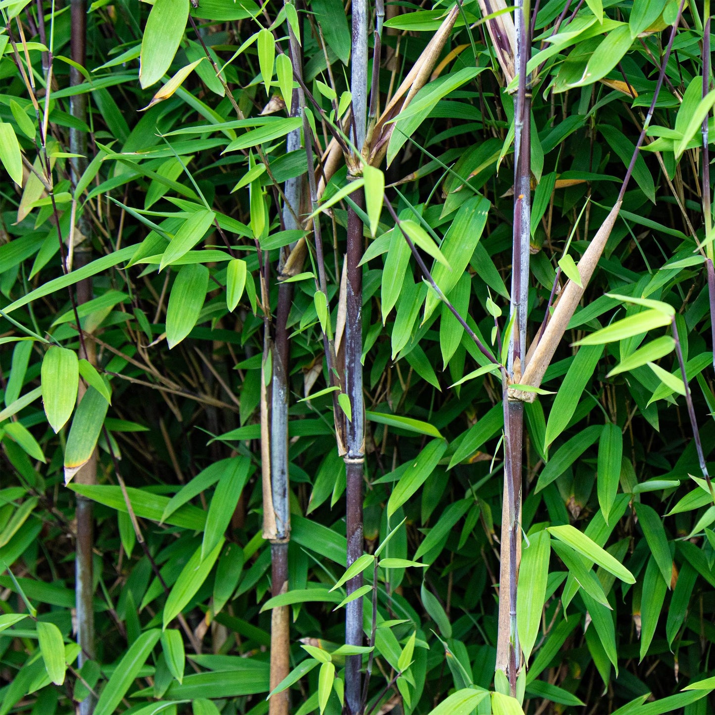 Grasses - Fargesia nitida Black Dragon - Non-Spreading Bamboo - Evergreen - Green - 2 Plants - Pot 23 cm - Height 80 cm