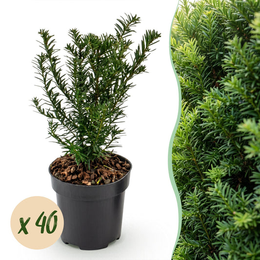 Green boutiQ - 40x Taxus baccata - Yew - Hedge Plants - Evergreen - Green - Pot 9cm - Height 20-30cm