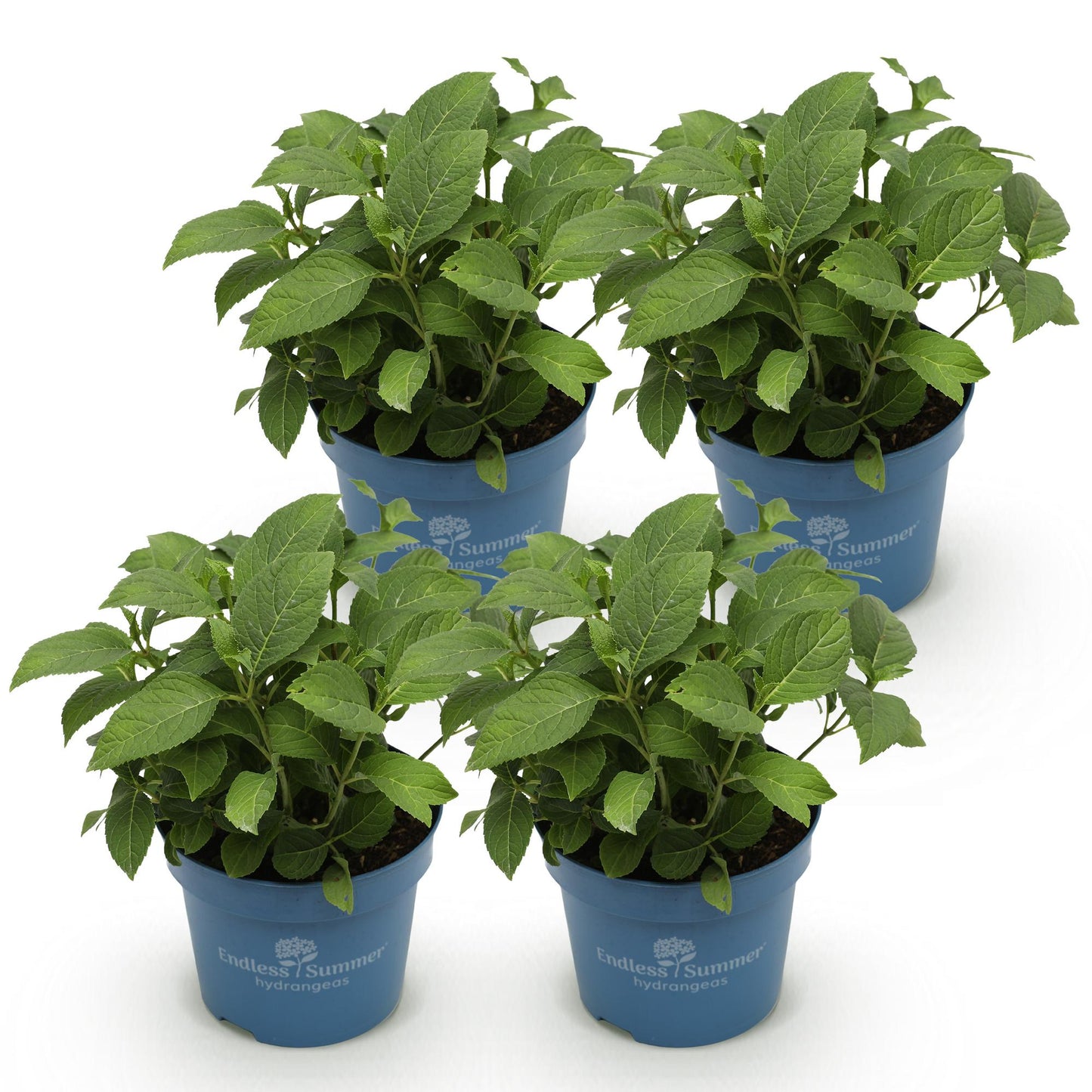 Green boutiQ - Garden Plant - Hydrangea Endless Summer Summer Love Red - Hydrangea - Hardy - Red - 4 Plants - Pot 14cm - Height 20-25cm