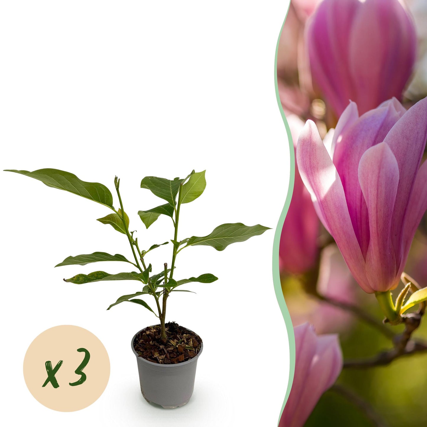 Green boutiQ - Garden Plant - Magnolia Heaven Scent - Flower Pink - 3 Plants - Deciduous - Low Maintenance - Pot 12cm Height 30cm