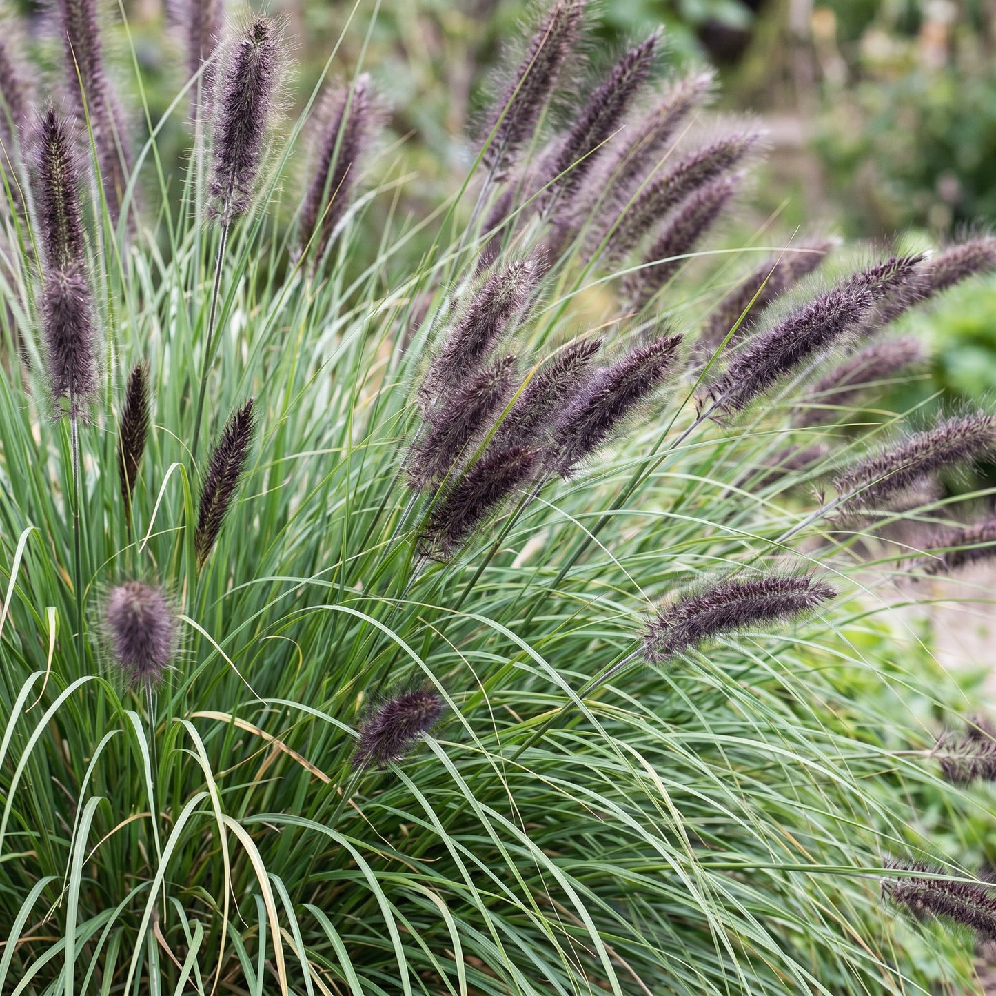 Grasses - Pennisetum alopecuroides 'Black Beauty' - Fountain Grass - With Plume - Green - 1 Plant - 11cm Pot - 15-25cm Height