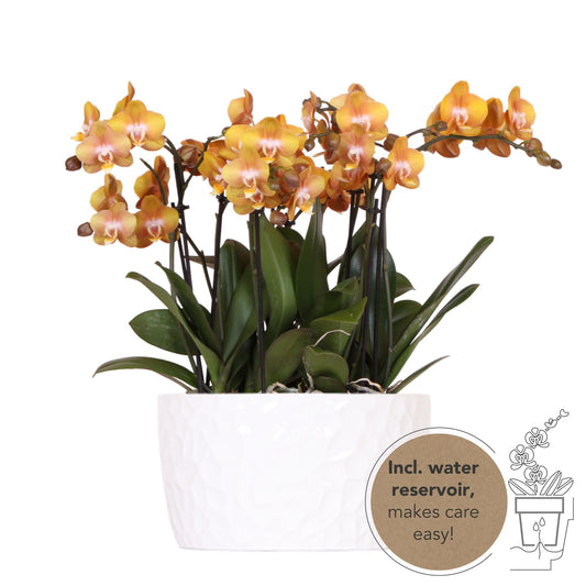 Hummingbird Orchids | orange orchid set in Honey dish incl. water reservoir | three orange orchids Las Vegas12cm | Mono Bouquet white with self-sufficient water reservoir