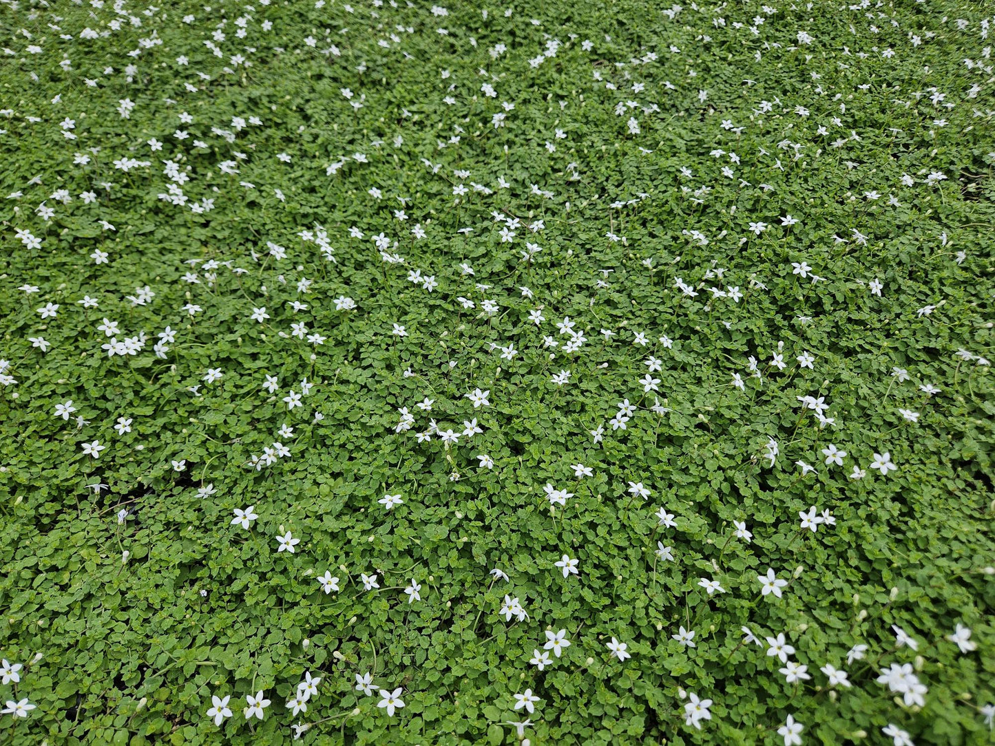 48x Isotoma fluviatilis 'Alba' - ↕10-25cm - Ø9cm