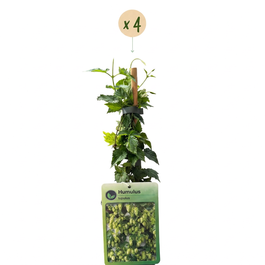 4x Humulus lup. Nordbrau - Northern Brewer hops - Green - Climbing plant - Ø9cm - ↕35cm