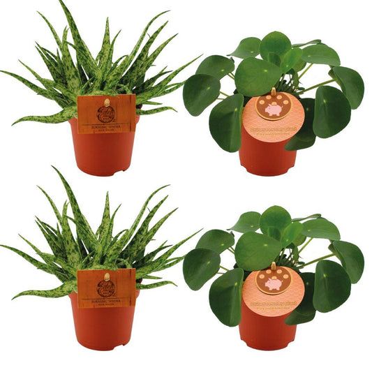 2x Aloe Spider + 2x Pilea Peperomoides - 4 pieces - Ø10.5cm - ↕10cm
