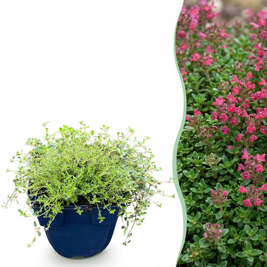 Vasteplant - Thymus praecox Red Carpet - KruipTijm - Geurend - Rood-Roze - 1 Plant - Pot 11cm - Hoogte 15-25cm