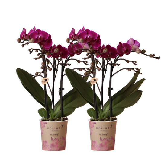 Orchidee colibrì | OFFERTA COMBI di 2 orchidee phalaenopsis viola - Morelia - vaso Ø9cm | pianta d'appartamento in fiore - fresca dal coltivatore