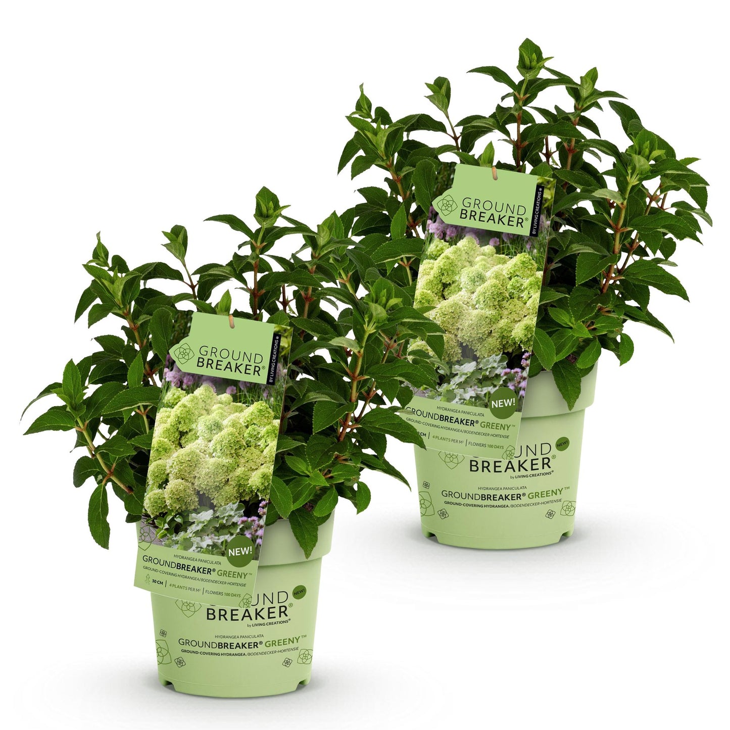 Green boutiQ - Pianta da Giardino - Hydrangea paniculata Groundbreaker Greeny - Ortensia Paniculata - Resistente - Crema - Piante - Vaso 14cm - Altezza 20-25cm