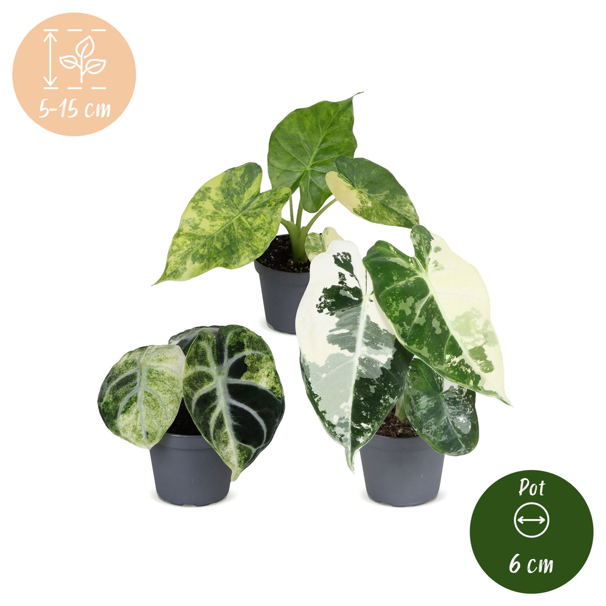 3x Baby Alocasia Tricolour Variegata - Groen - Zwart - Variegata - Tropisch - Ø6cm - ↕5-15cm