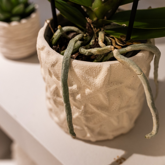 Compagnia di colibrì | Set di piante Star Fish piccolo | Orchidea Phalaenopsis bianca Lausanne e succulente incl. vasi decorativi in ​​ceramica su vassoio biologico bianco