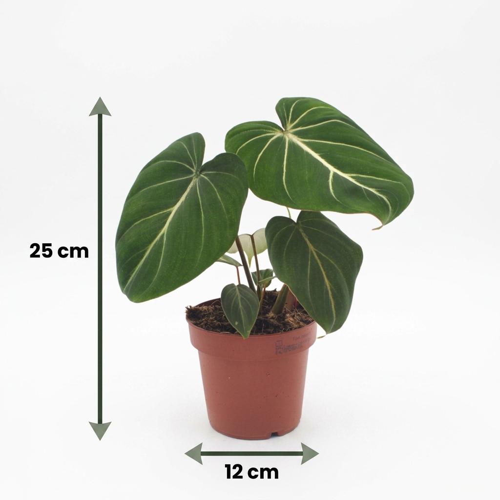 Philodendron Gloriosum - Glorious Philodendron - 1 Plant - with Basket - Pot 12cm - Height - 25cm