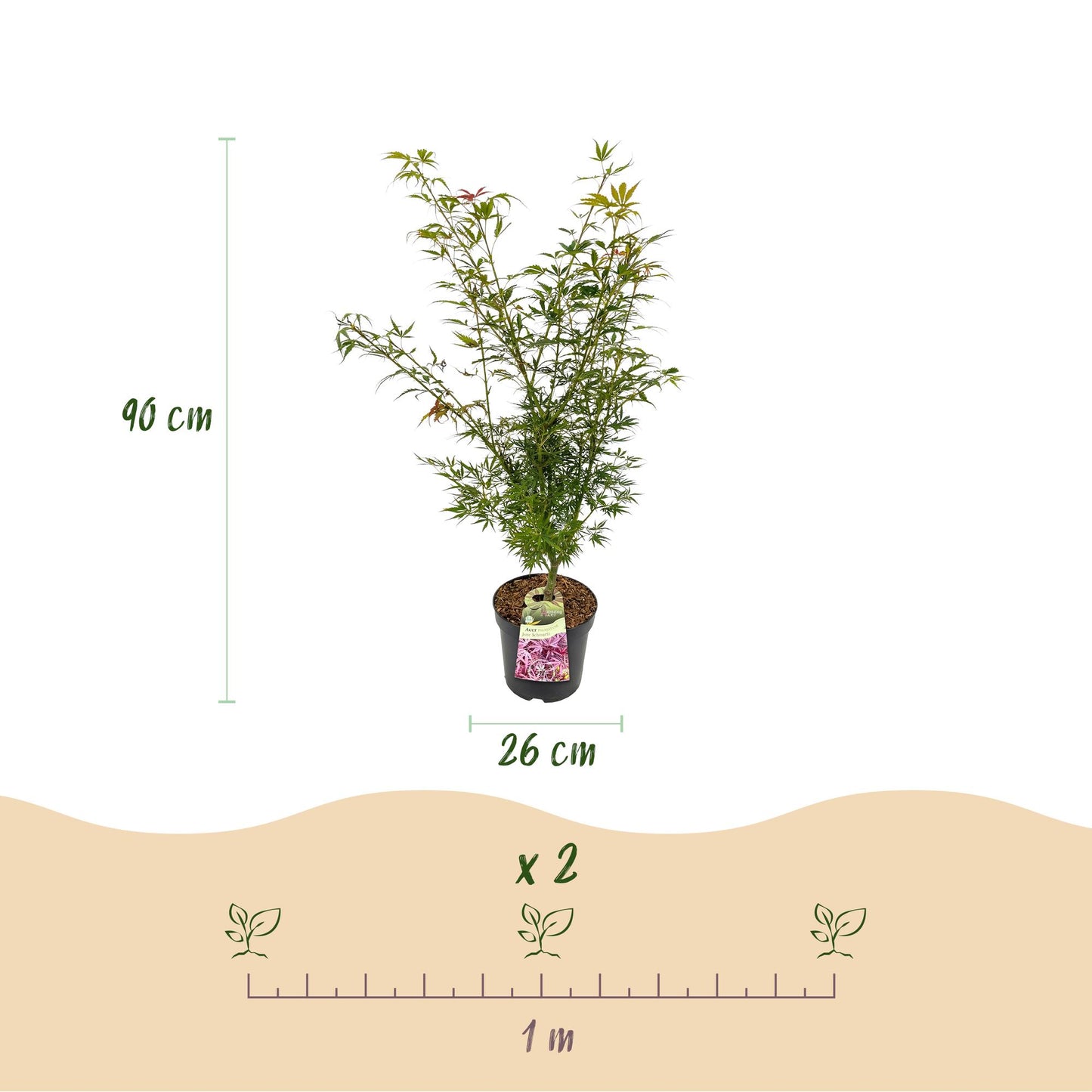 Garden plant - Acer palmatum Jerre Swarts - Japanese Maple - Deciduous - Orange-Red - 1 - Pot 26cm - Height 90cm