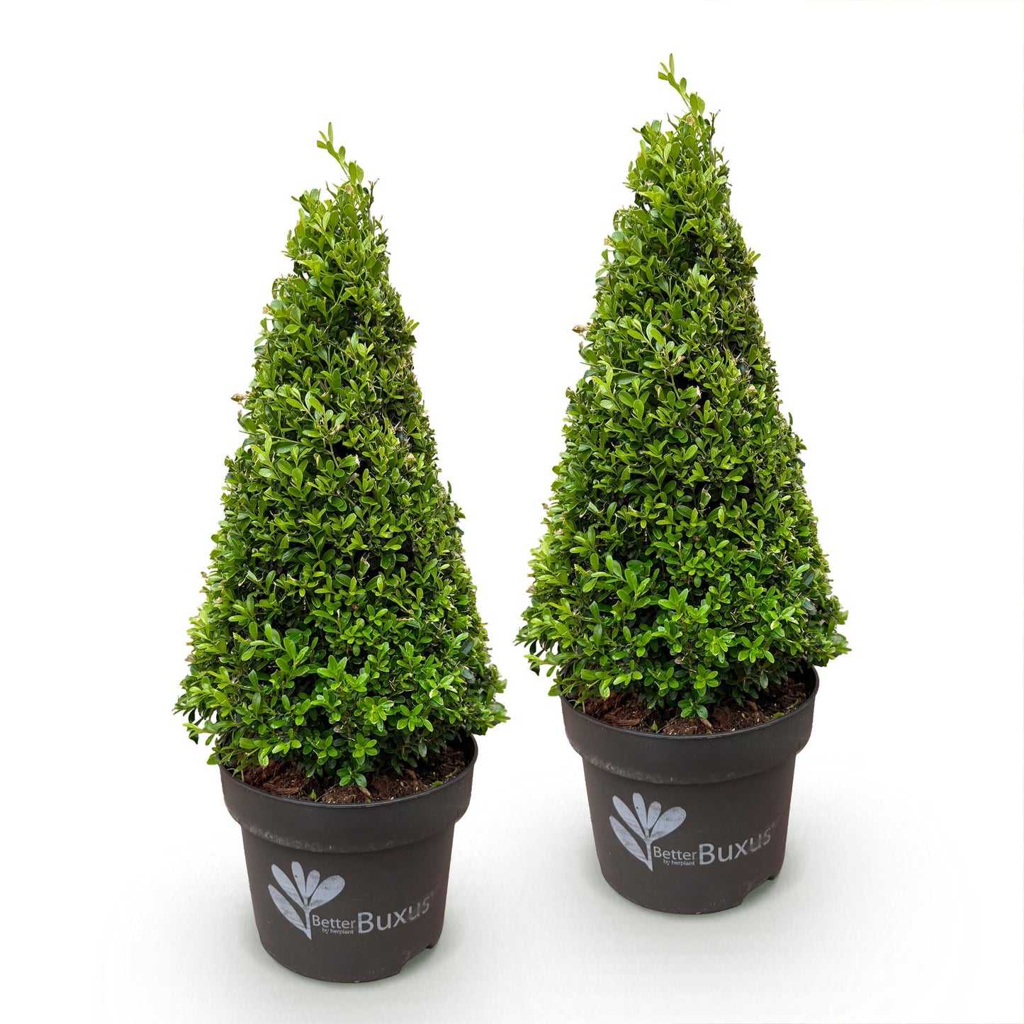Buxus Pyramid - BetterBuxus Skylight - Resistant to Box Blight - 2 Plants - Pot 23cm Height 60-70cm