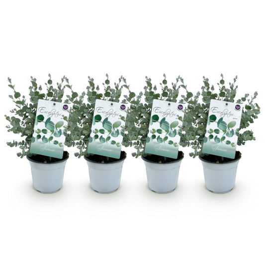 Green boutiQ - Terrasplant - Eucalyptus boom - Eucalyptus gunni  - Grijs - 4 Planten - Winterhard - Pot 14cm Hoogte 30cm