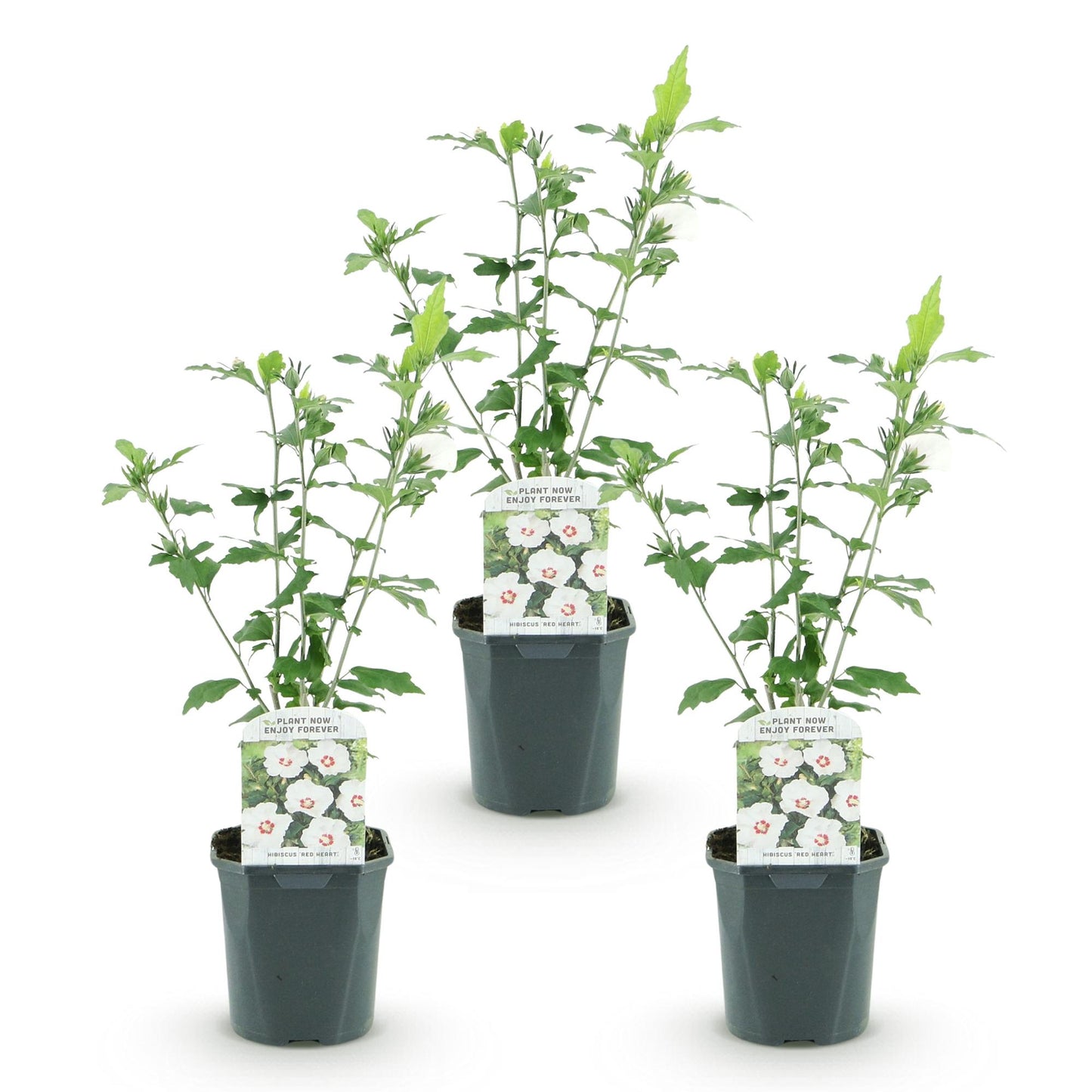 Green boutiQ - Plante de Jardin - Hibiscus syriacus Red Heart - Hibiscus de Jardin - Rustique - Blanc - Rouge - 3 Plantes - Pot 17cm - Hauteur 45cm
