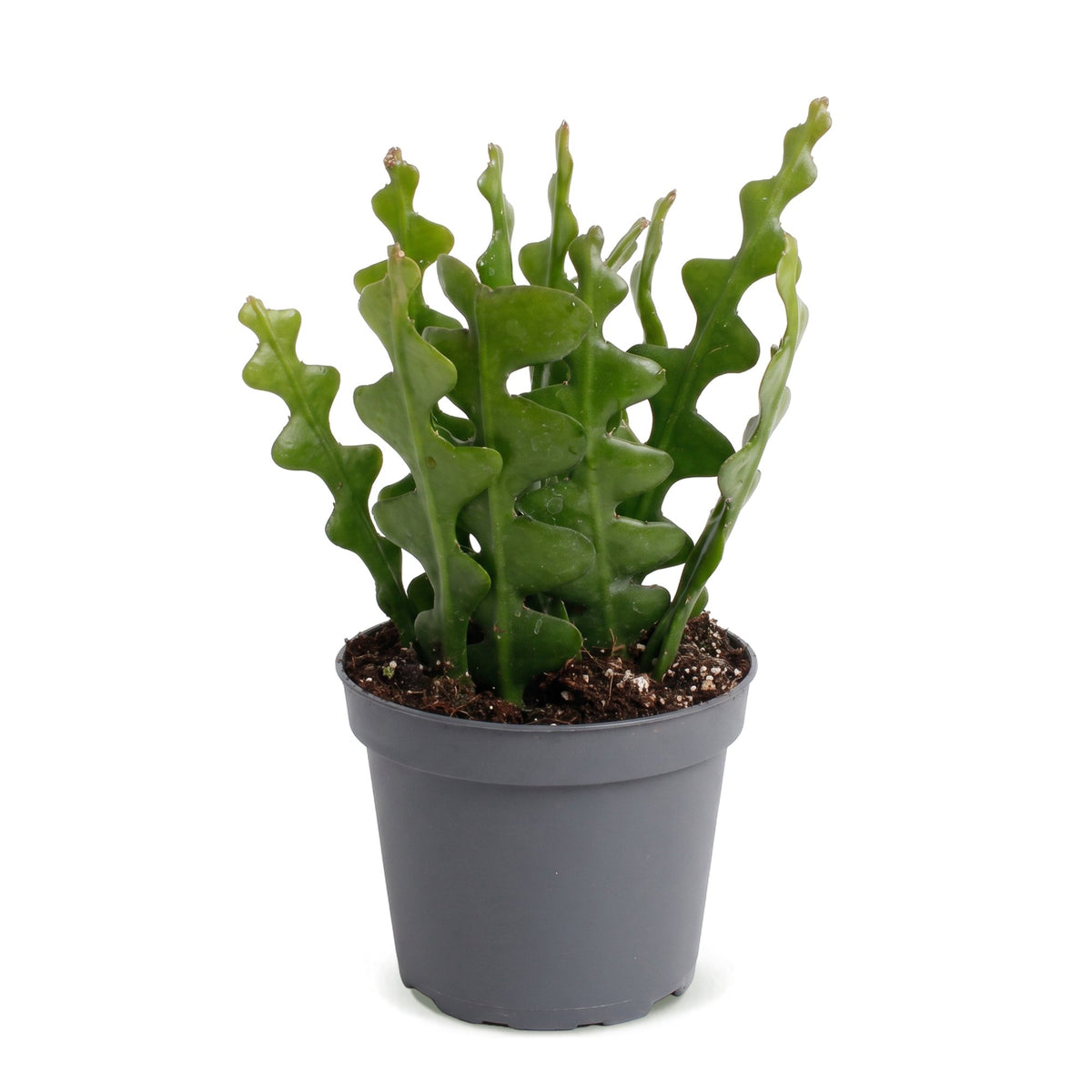 Epiphyllum Anguliger - Koningin van de Nacht - Zigzagcactus - Ø6cm - ↕15cm