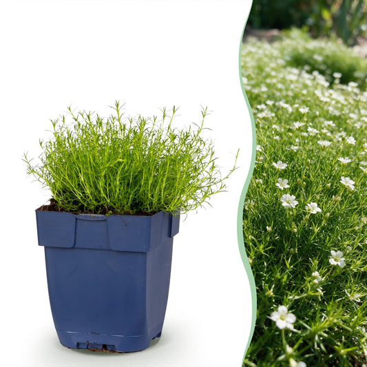 Vasteplant - Sagina subulata - Vetmuur - Rotsplanten - Wit - 12 Planten - Pot 11cm - Hoogte 15-25cm