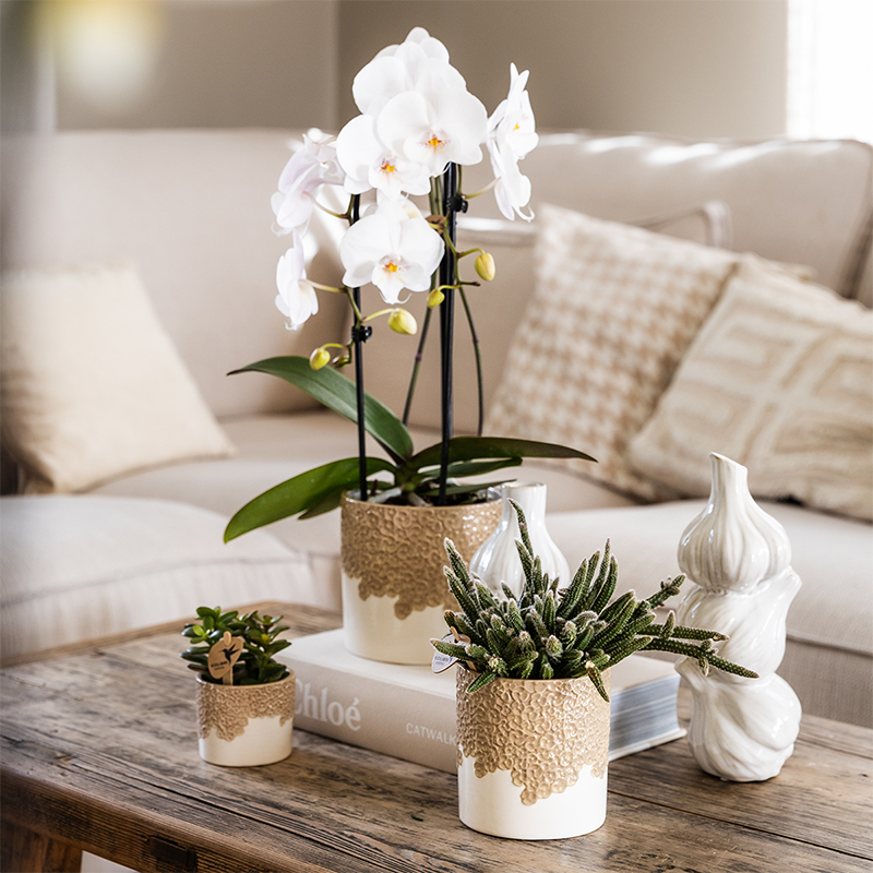Kolibri Orchids | Witte Niagara Falls orchidee + Bloom sand sierpot – potmaat Ø12cm | bloeiende kamerplant – vers van de kweker