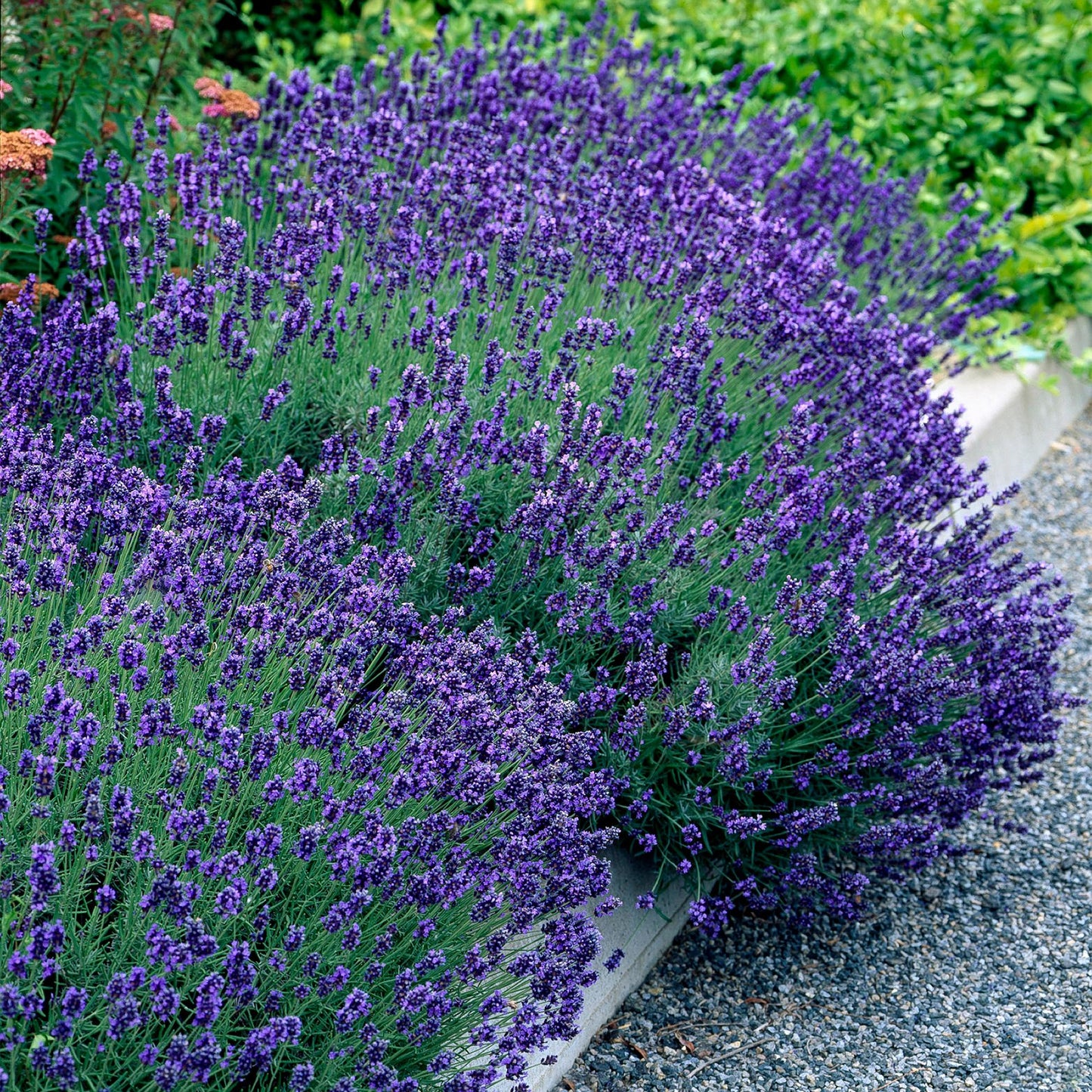 Green boutiQ - Garden Plant - Lavandula angustifolia Hidcote - Lavender - Hardy - Purple - 9 Plants - Pot 12cm - Height 15-25cm
