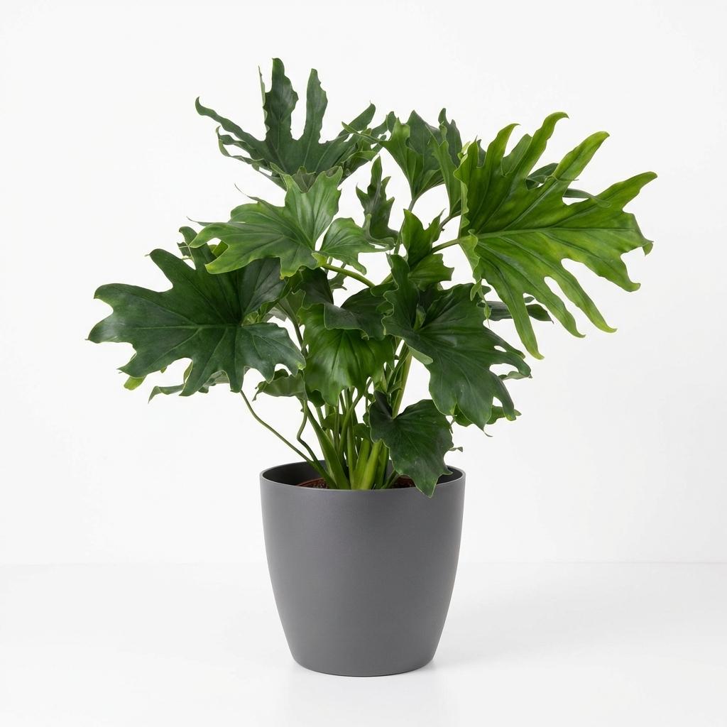 Green boutiQ - Indoor Plant - Philodendron Lickety Split - Green - Low Maintenance - 1 Plant - with Potter Grey - Pot 19cm - Height 70cm