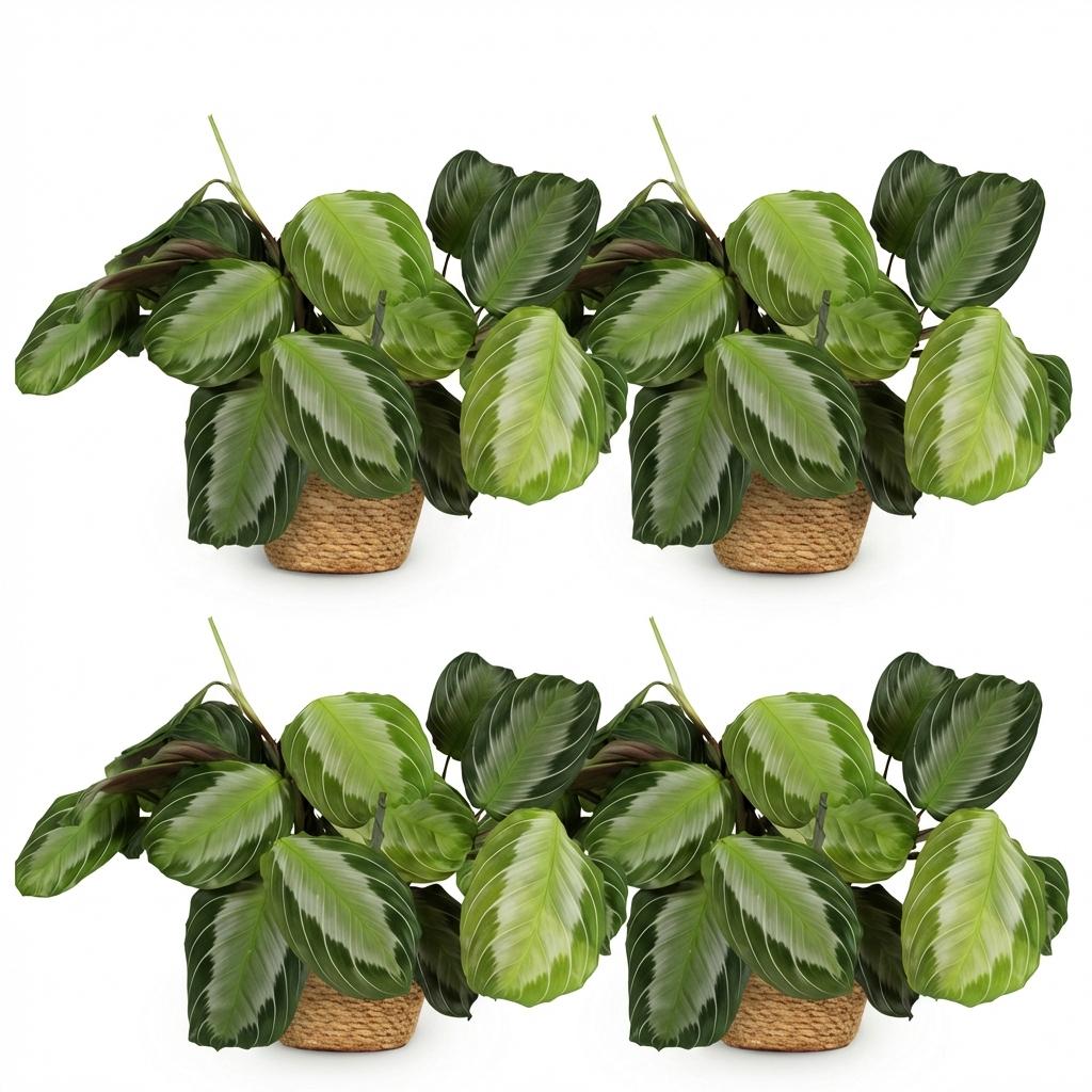 Green boutiQ - Houseplant - Maranta Fascinator Silverband - Prayer Plant - Pet-Friendly Plant - Green - 4 Plants - with Basket - Pot 12cm - Height 25cm