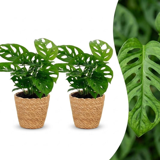 Monstera Adansonii - Rhaphidophora Tetrasperma - 2 Planten - met Mand - Pot 12cm - Hoogte - 25cm