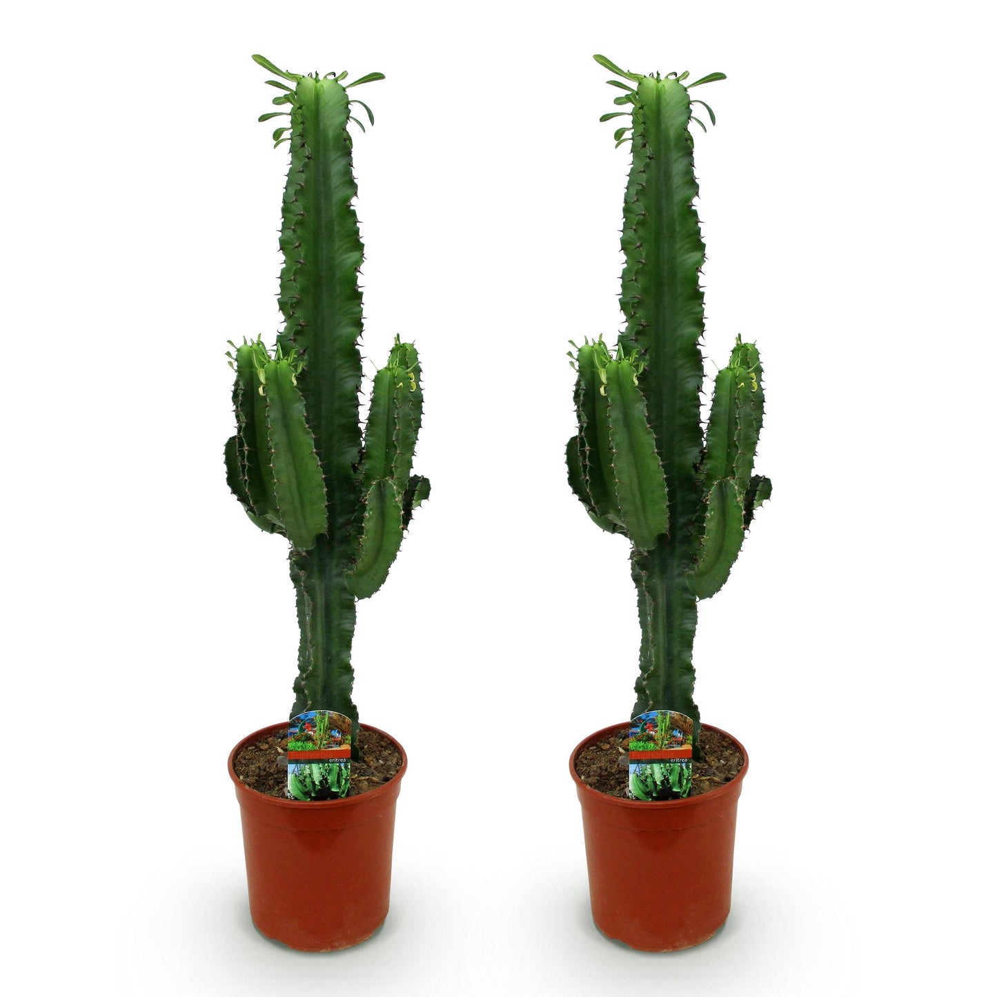 Houseplant - Euphorbia Eritrea - African Milk Tree - Low maintenance - Green - 2 - Pot 19cm - Height 70cm