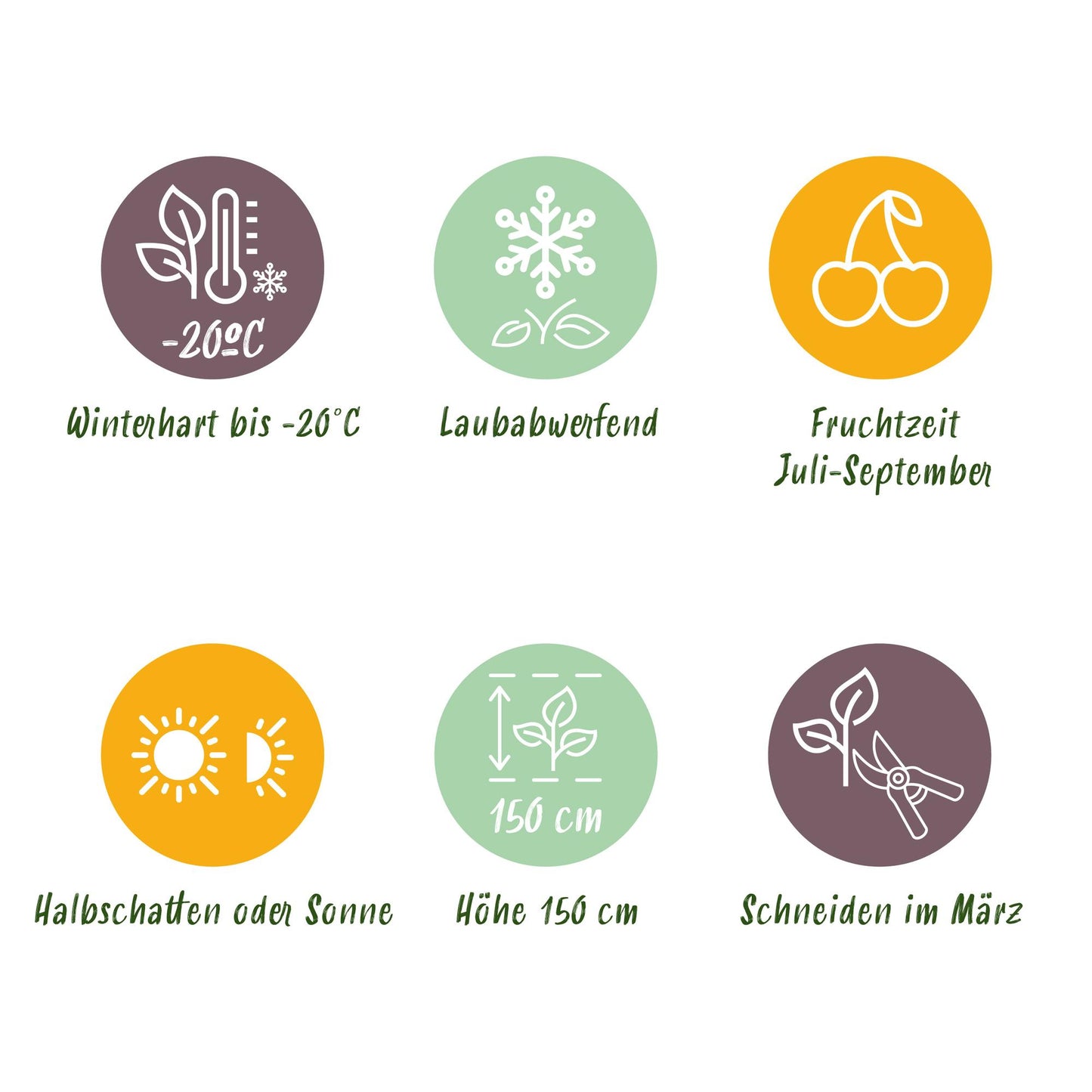 Fruitplant - Vaccinium corymbosum Patriot - Bosbes - Winterhard - Blauwe Bes - 2 Planten - Pot 15cm - Hoogte 50cm